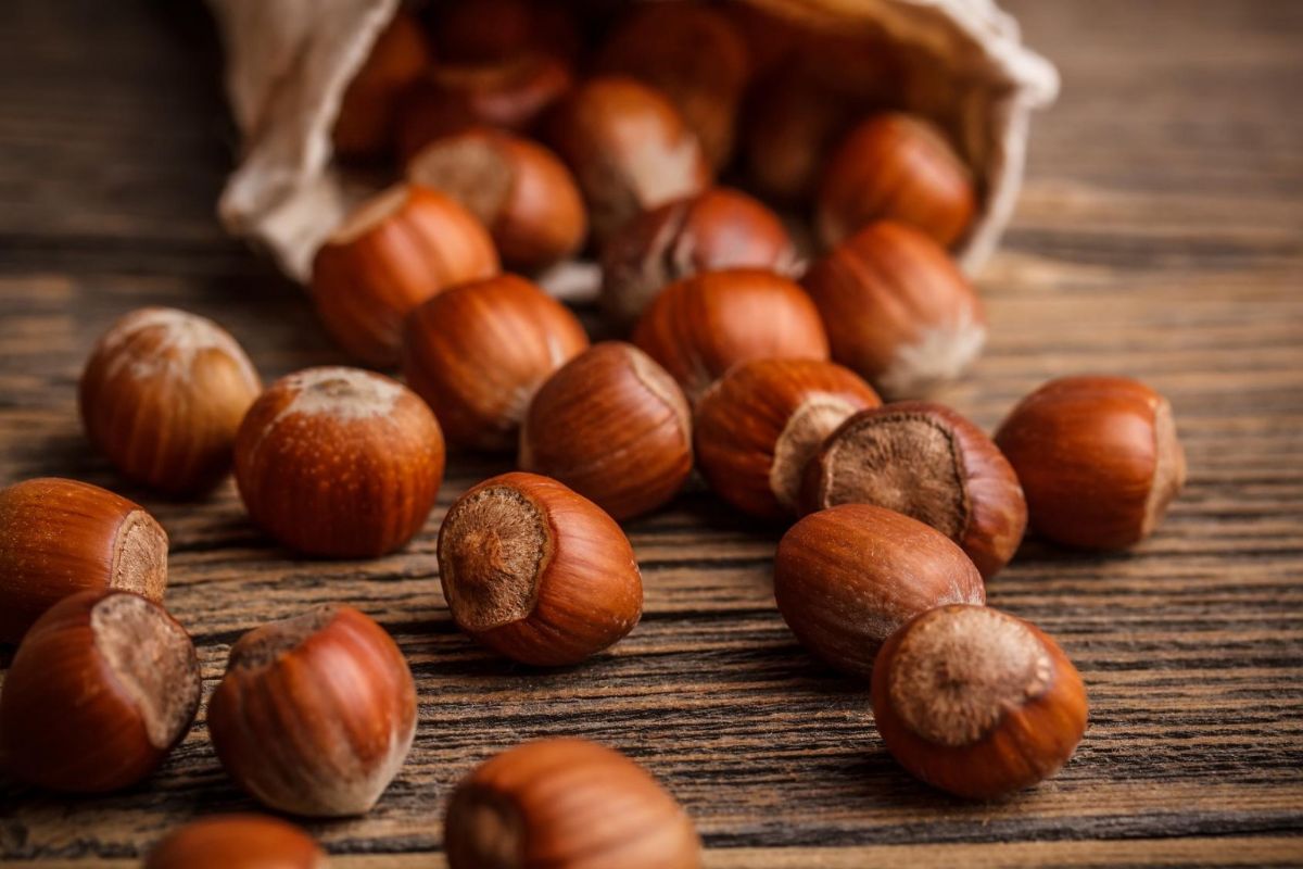 7 the beneficial properties of hazelnuts for the body, as well as contraindications and harm to health