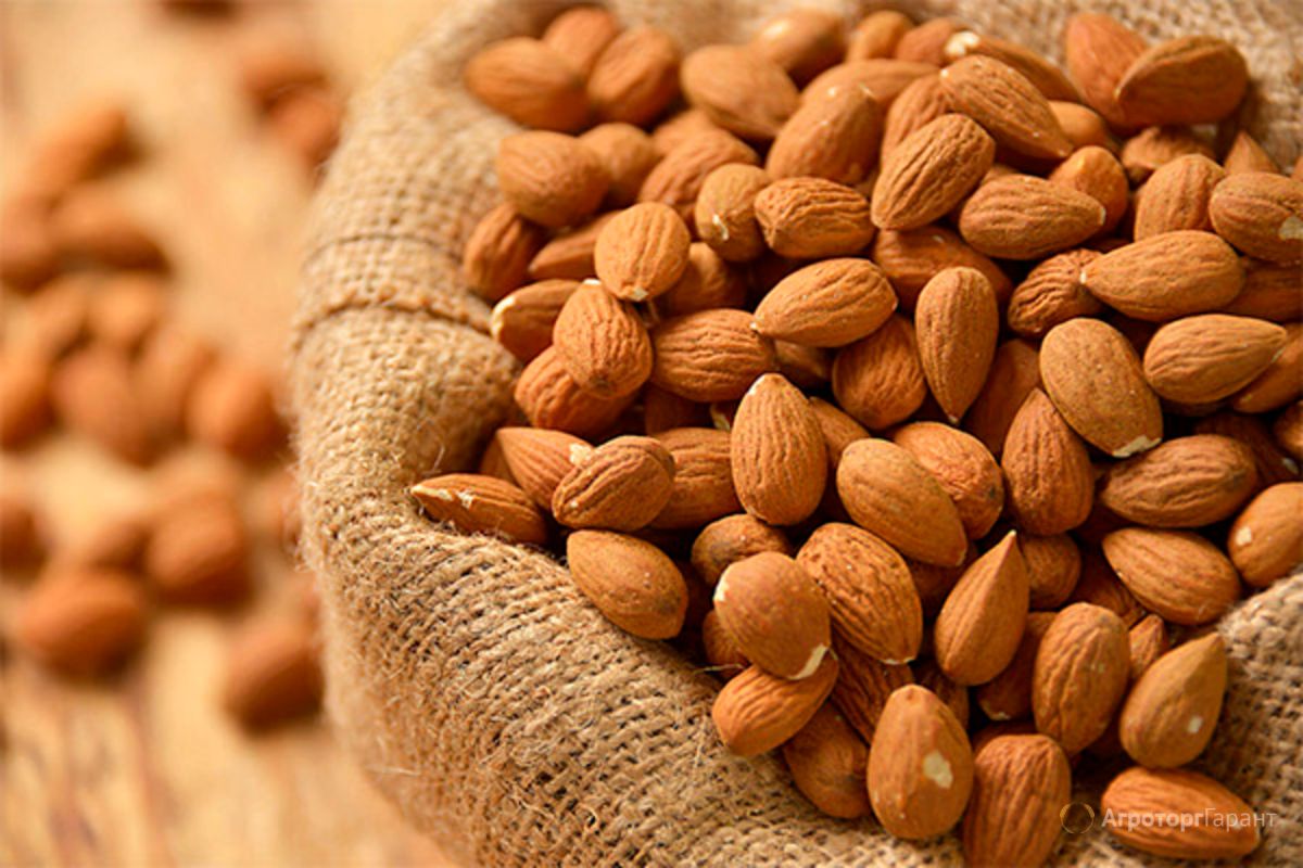 The benefits and harms of almonds — 9 proven properties for the human body, contraindications and composition of the nut