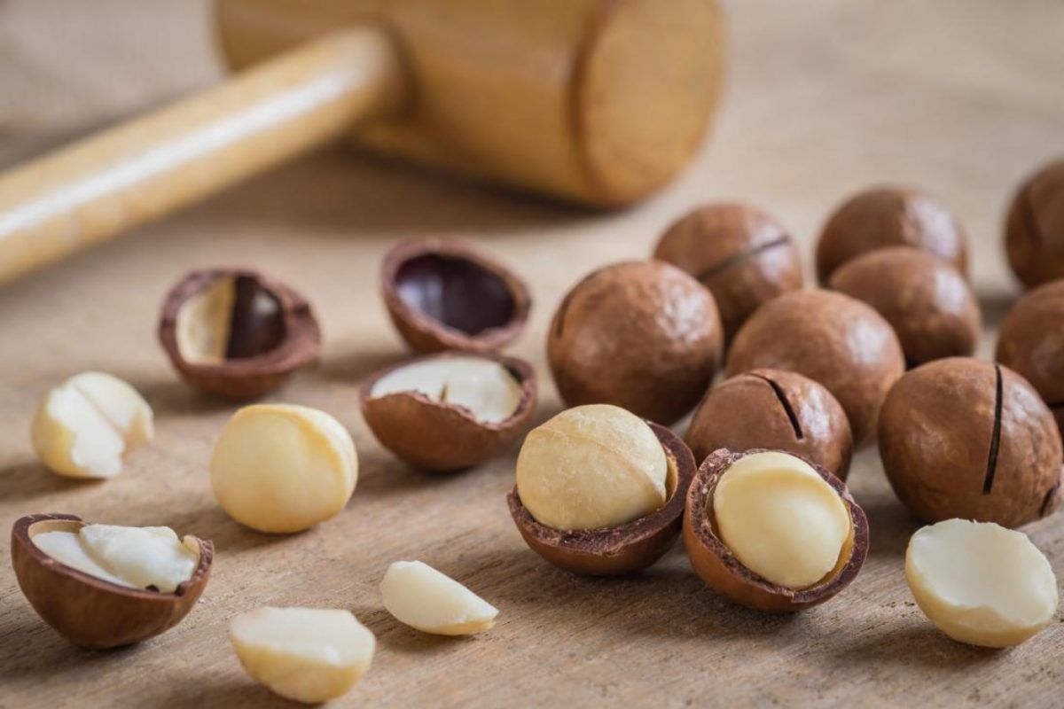 Benefits and harms of macadamia nut — 10 properties for the human body, description and contraindications