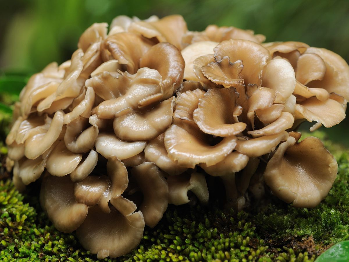 5 the beneficial properties of maitake mushrooms, their use and purpose, as well as harm and contraindications