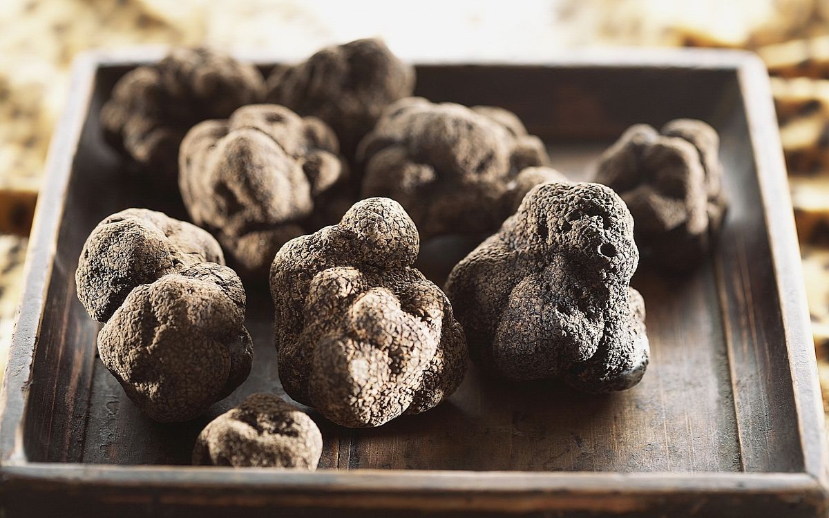 The benefits of truffles — 5 proven properties of mushrooms for the human body