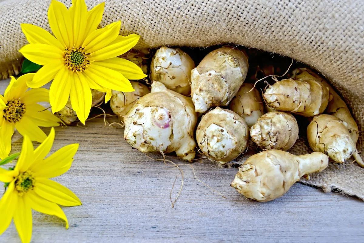 Jerusalem artichoke syrup — 5 facts about the benefits and harm to the body, preparation and application