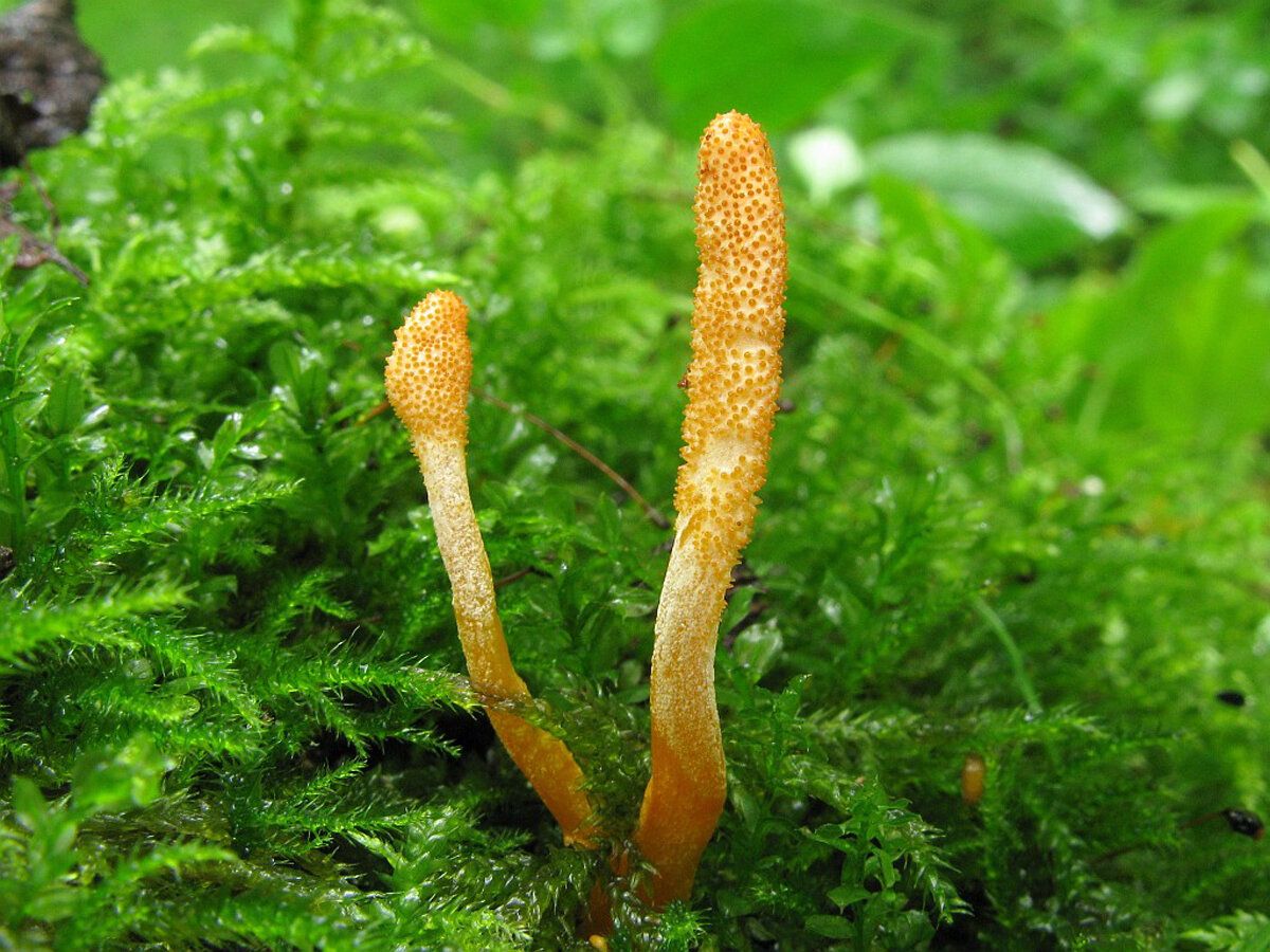 5 medicinal properties of cordyceps mushroom, contraindications, composition and health effects