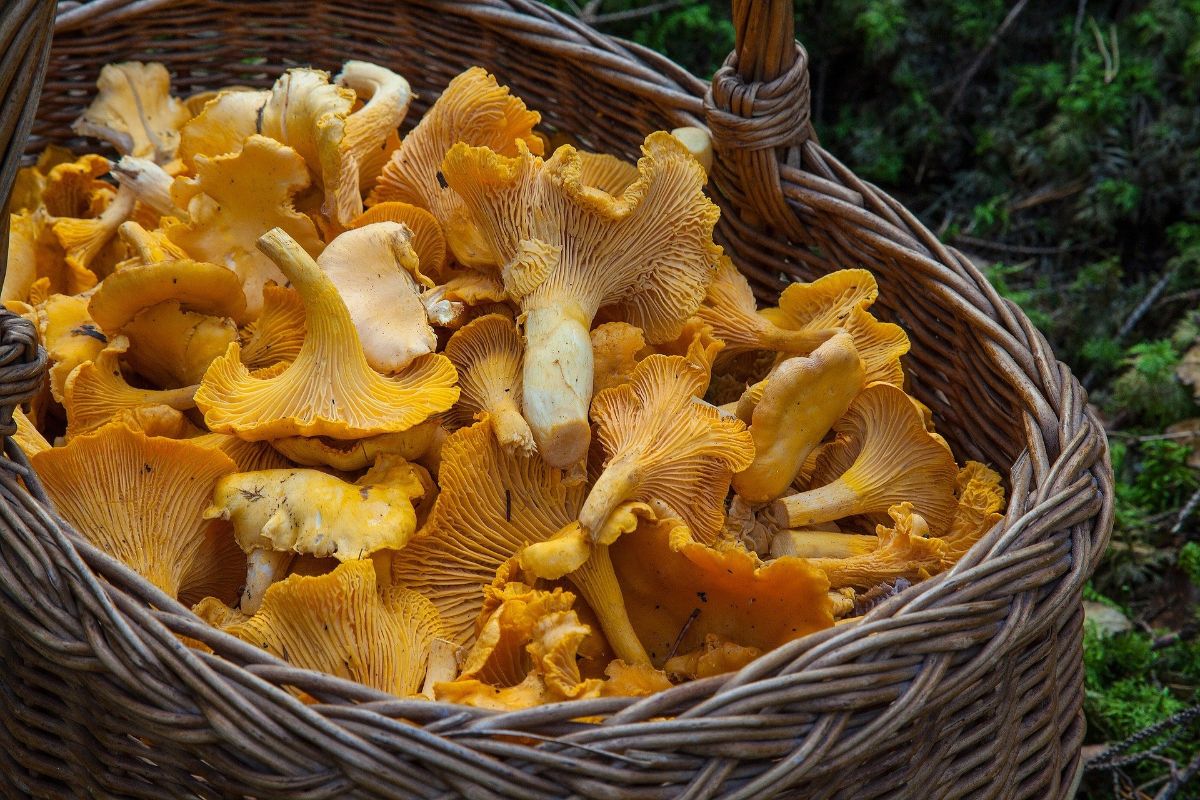 6 medicinal properties of chanterelle mushrooms, as well as contraindications for humans and methods of application