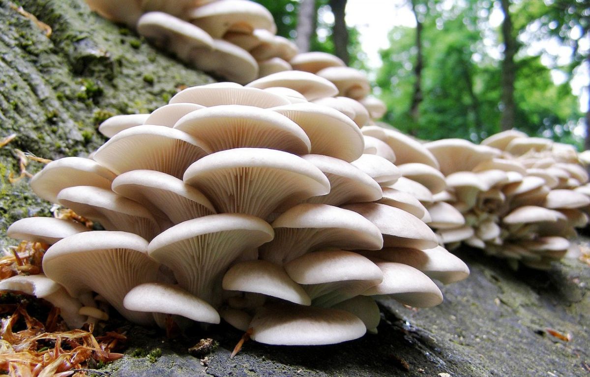 The benefits and harms of oyster mushrooms — 7 proven properties for the human body, contraindications and how to cook them