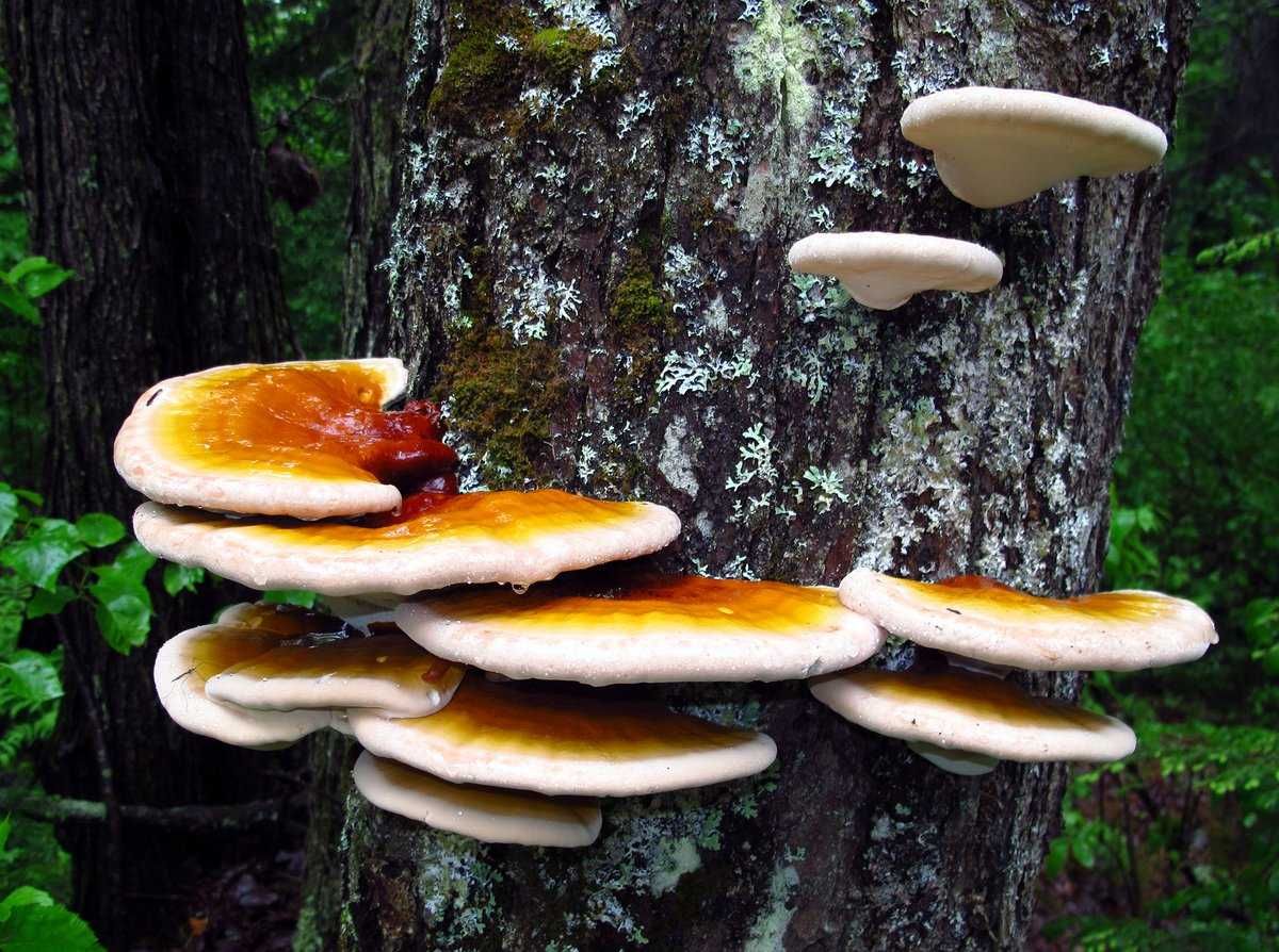 5 medicinal properties of reishi mushroom and contraindications, as well as description and methods of application