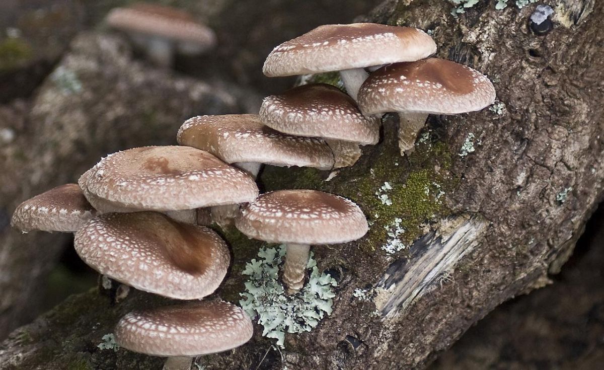 6 the beneficial properties of shiitake mushroom, as well as contraindications and rules of use