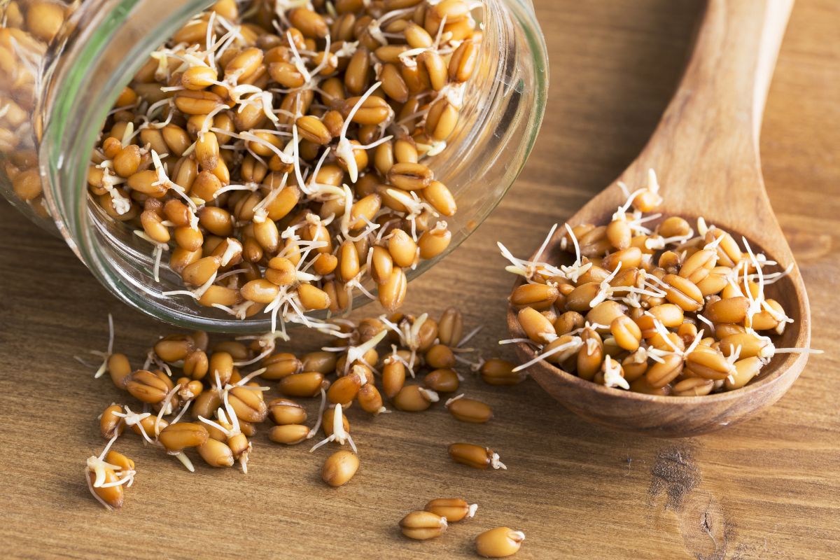 The benefits of sprouted wheat — 6 proven properties of sprouts for the human body, as well as harm and use