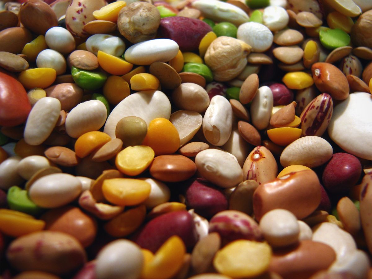 The benefits and harms of beans — 5 proven facts about the impact on human health, as well as contraindications