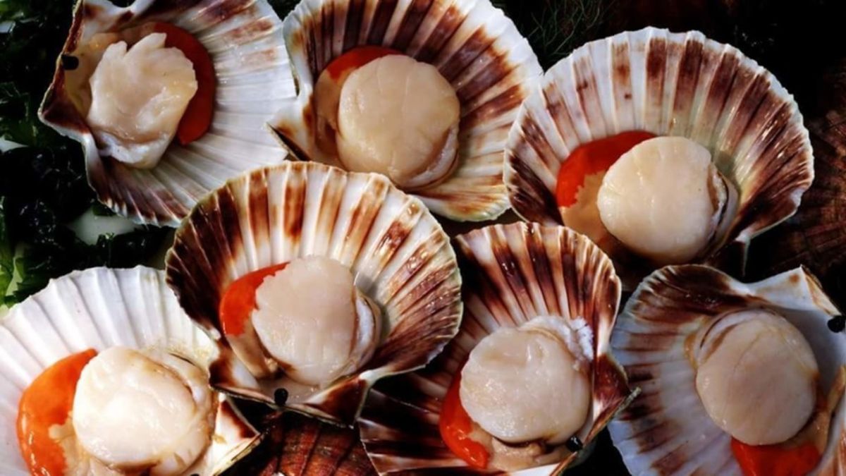 The benefits of scallops — 5 properties for the body, as well as harm and contraindications