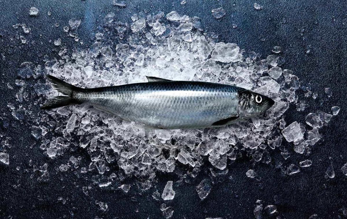 The benefits of herring — 7 proven properties for the human body, as well as harm and contraindications