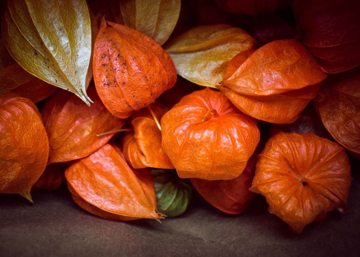 7 the beneficial properties of physalis and contraindications, as well as how to use it