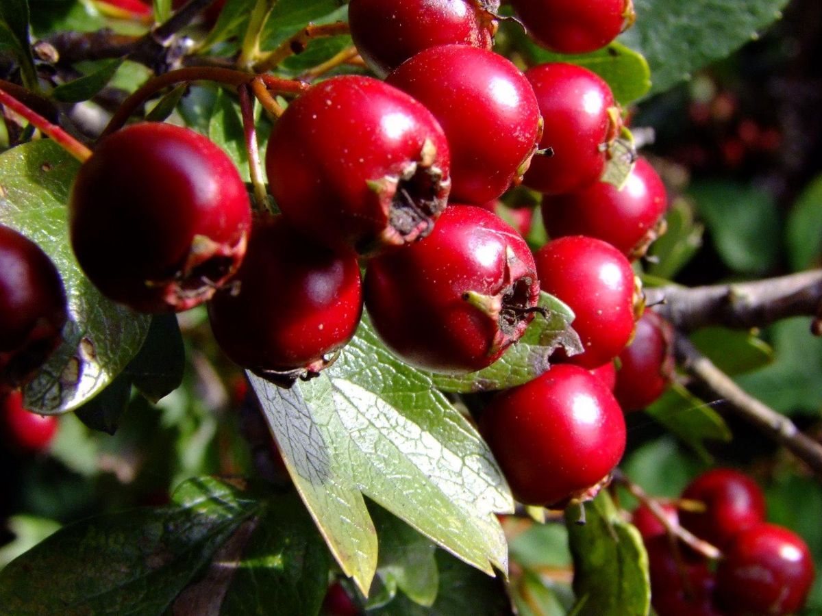 8 the beneficial properties of hawthorn, as well as contraindications and possible harm to health