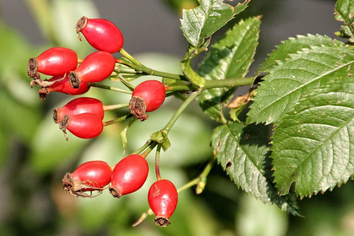 The benefits and harms of rosehip — 9 proven facts about its effect on human health