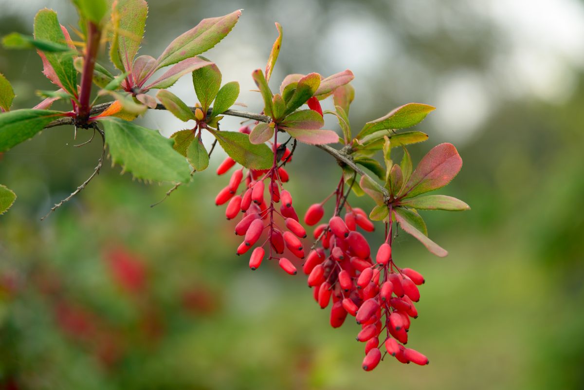 7 the beneficial properties of barberry for human health, contraindications and rules of use