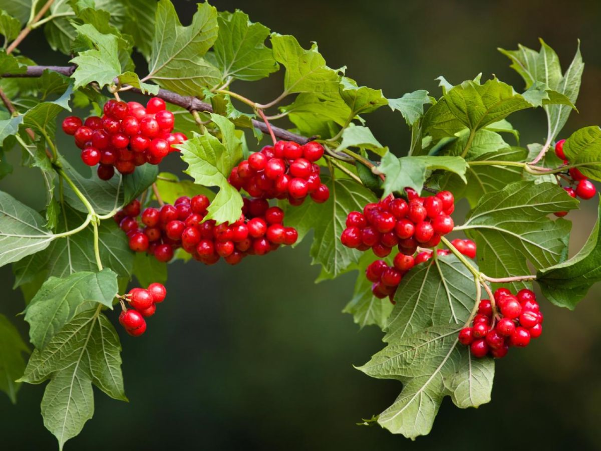 7 useful properties of viburnum for health, as well as contraindications and recipes based on it