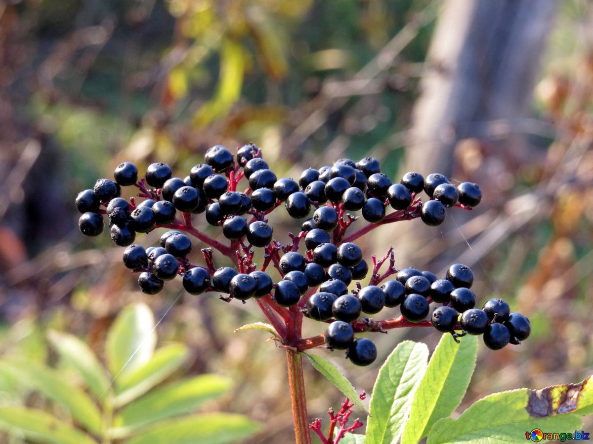 7 medicinal properties of black elderberry for health, contraindications and description of the berry