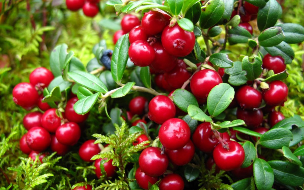 7 the beneficial properties of cranberries for health, as well as contraindications and possible harm