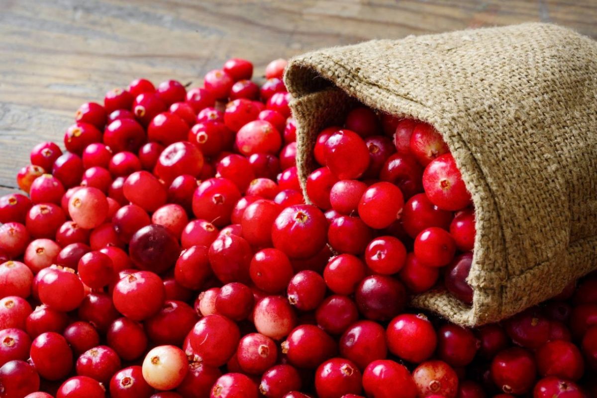 7 the beneficial properties of cranberries for health, as well as contraindications