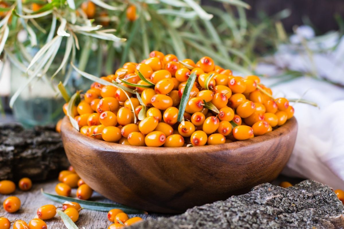 8 the beneficial properties of sea buckthorn for the human body, contraindications and composition