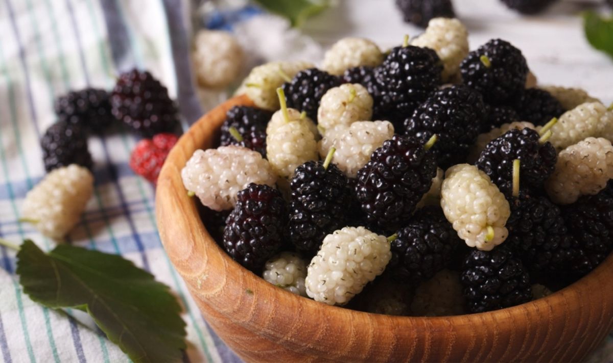 7 the beneficial properties of mulberry for health, contraindications and rules of use