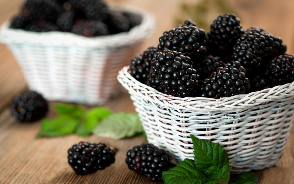 The benefits and harms of blackberries — 7 facts about the impact on human health, contraindications and composition