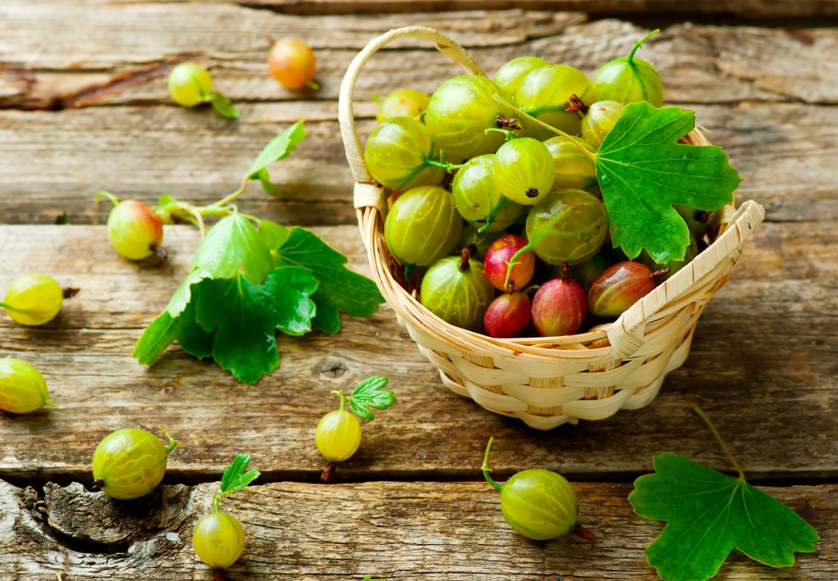 The benefits and harms of gooseberries — 9 proven properties for human health, composition and contraindications