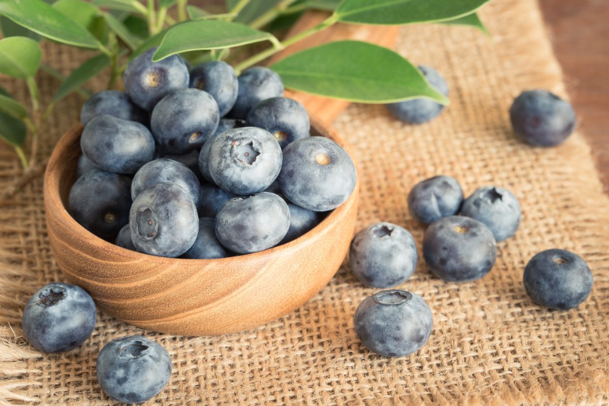 7 useful properties of blueberries for the human body, as well as contraindications