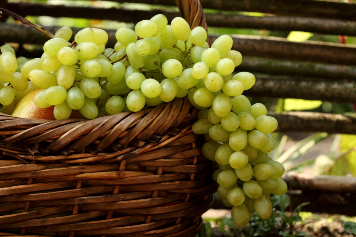 The benefits of grapes — 10 facts about its effect on the human body, composition and contraindications