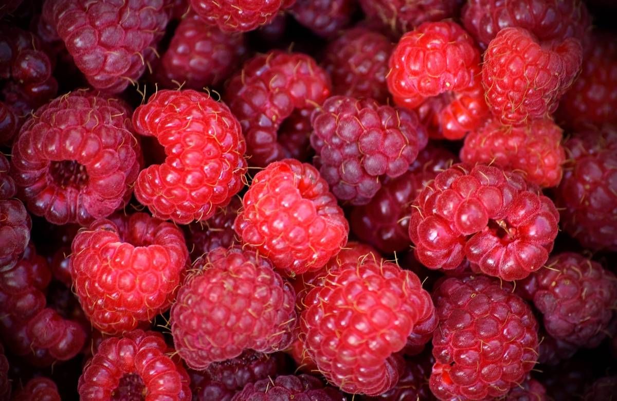 The benefits of raspberries — 8 proven properties for the human body, composition and contraindications