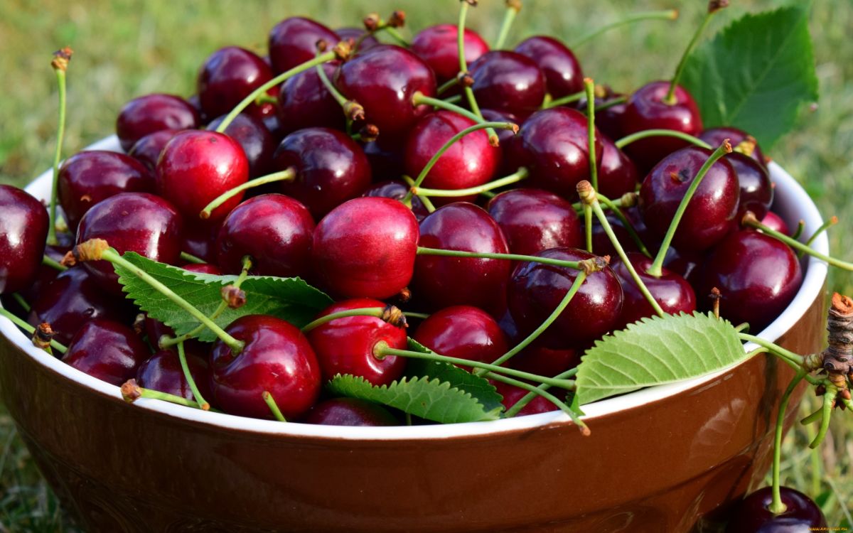 The benefits and harms of cherries — 8 proven properties for the health of the body, as well as contraindications