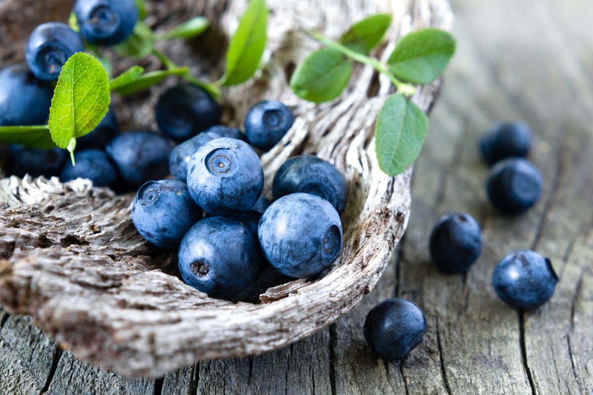 7 the beneficial properties of blueberries for the health of the body and contraindications