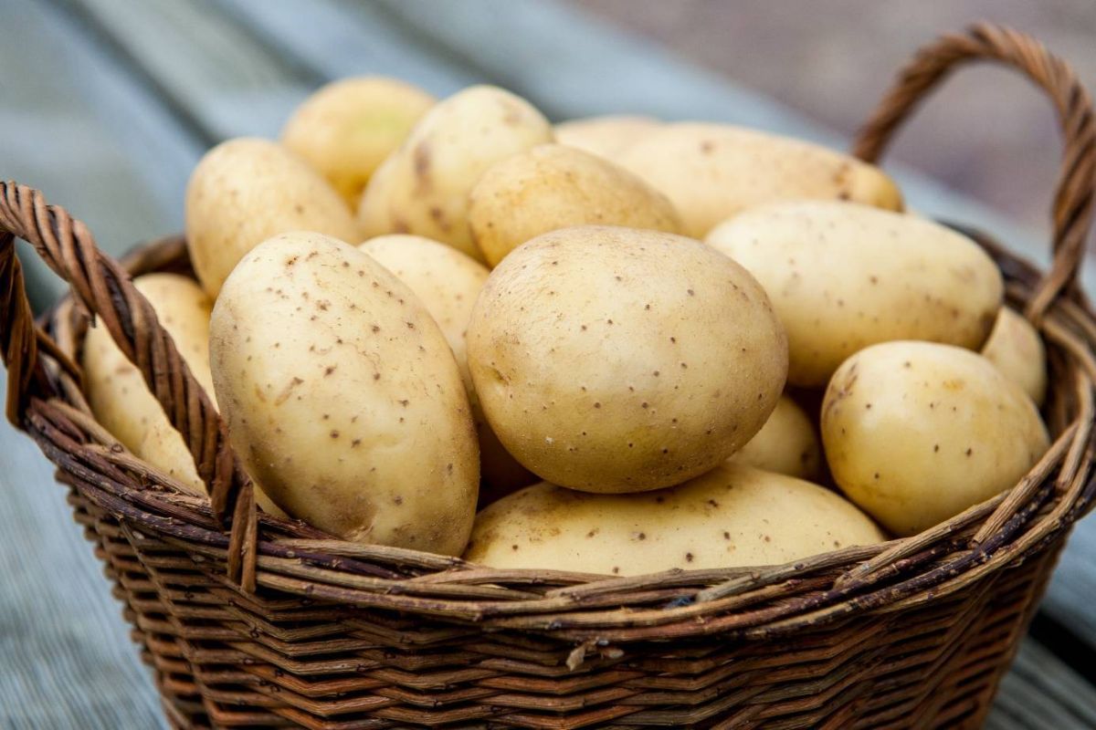 The benefits and harms of potatoes — 7 facts about its effect on human health and contraindications