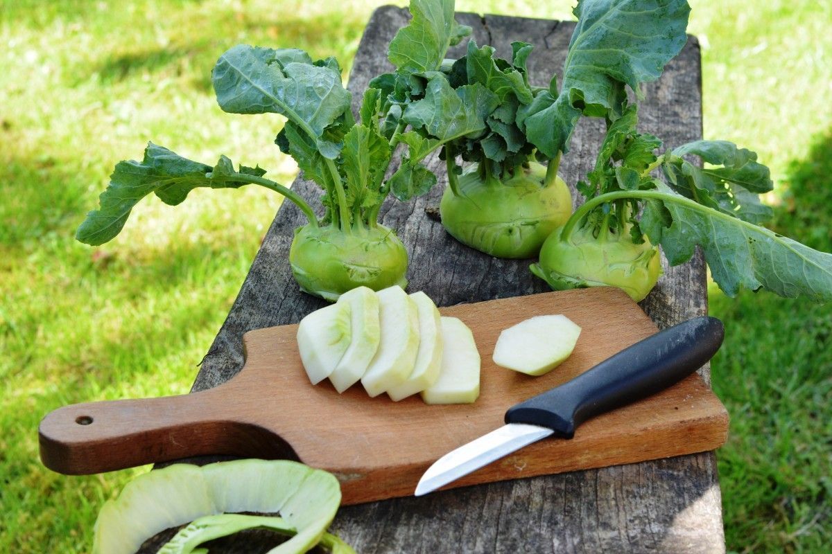 The benefits and harms of kohlrabi — 8 facts about the effect on health, contraindications and preparation