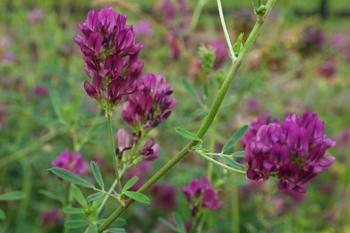 7 useful properties of alfalfa for humans and contraindications