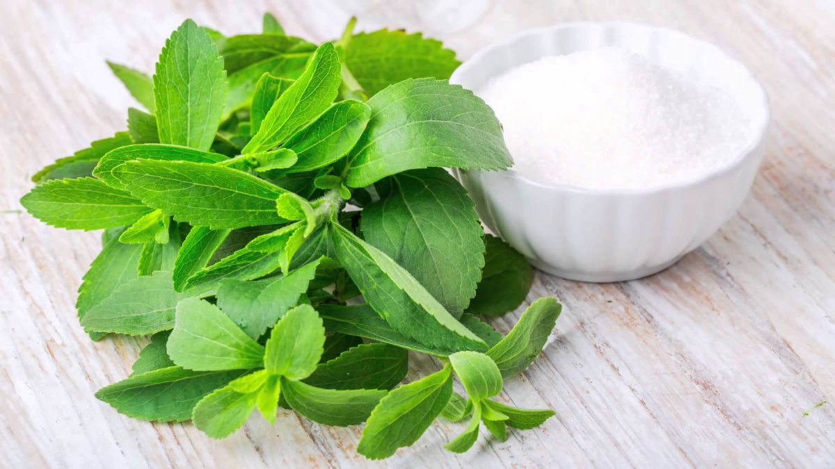 Benefits and harms of stevia — 7 proven properties of a sweetener for the human body