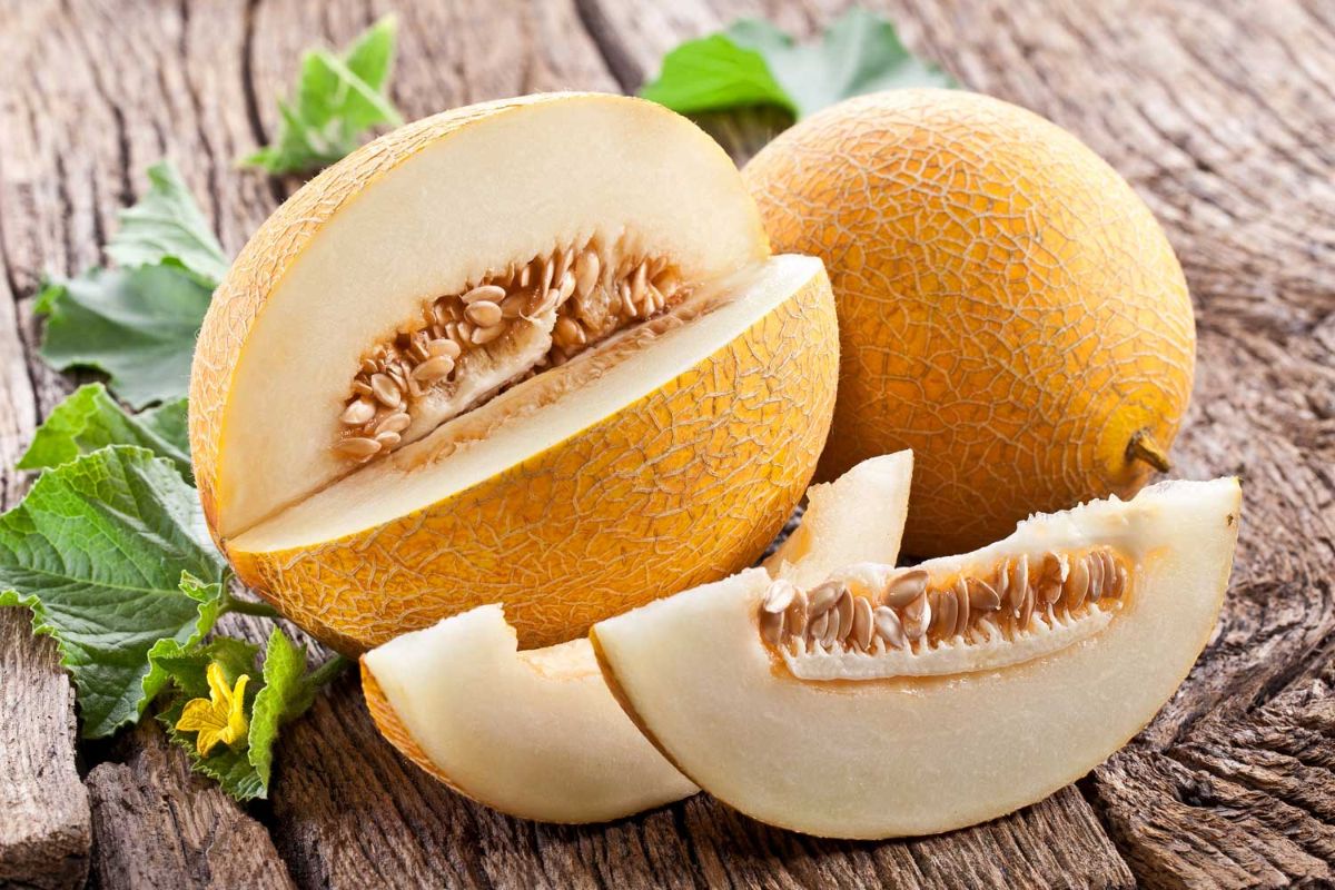 The benefits of melon — 10 facts about the effect on body health and contraindications