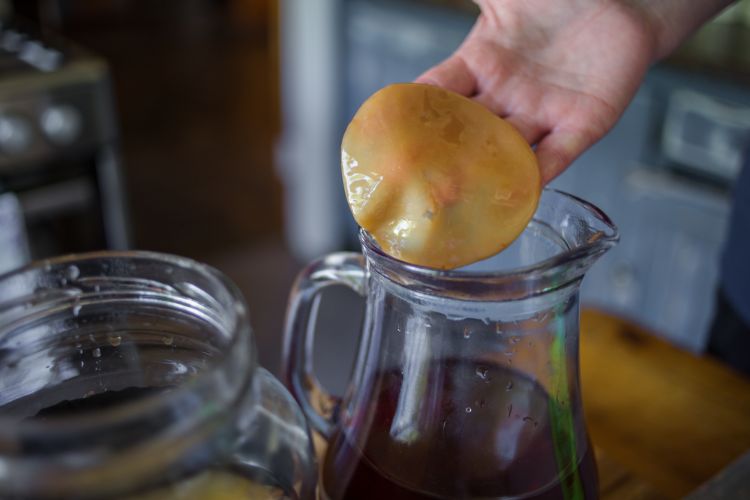 Kombucha — 8 useful properties, as well as contraindications of kombucha for the human body