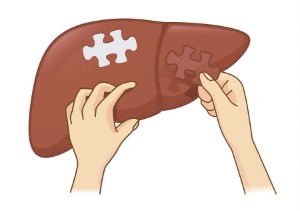 Liver recovery after alcohol – 4 rules after prolonged use that will help relieve symptoms and signs of damage