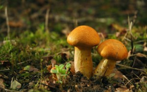 How do mushrooms affect the liver — 3 facts about whether they are harmful or useful, and whether they can be eaten for diseases??