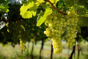 6 facts about the effect of grapes on the liver: is this product useful or harmful, and is it possible to eat it with cirrhosis and fatty hepatosis??