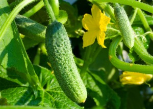 Are cucumbers useful for the liver – 6 facts, and can they be eaten for diseases such as cirrhosis and hepatosis??