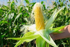 Corn stigmas for the liver — 6 medicinal properties, how to brew and take it correctly for cirrhosis and other diseases