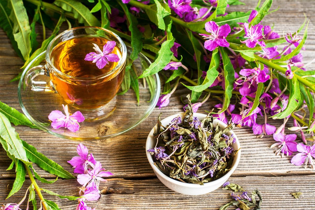 Ivan tea - 7 medicinal properties and contraindications, an overview of the health benefits for women and men