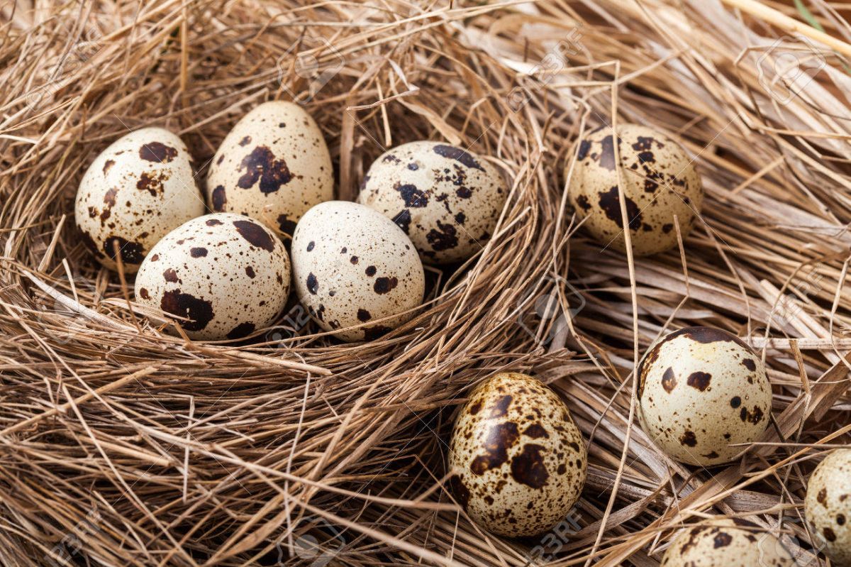 Quail eggs — 11 facts about the benefits and harm to the body, how to take them and how much