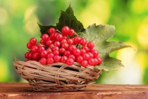 Viburnum thins the blood or thickens it — 5 facts about its effect on the human cardiovascular system