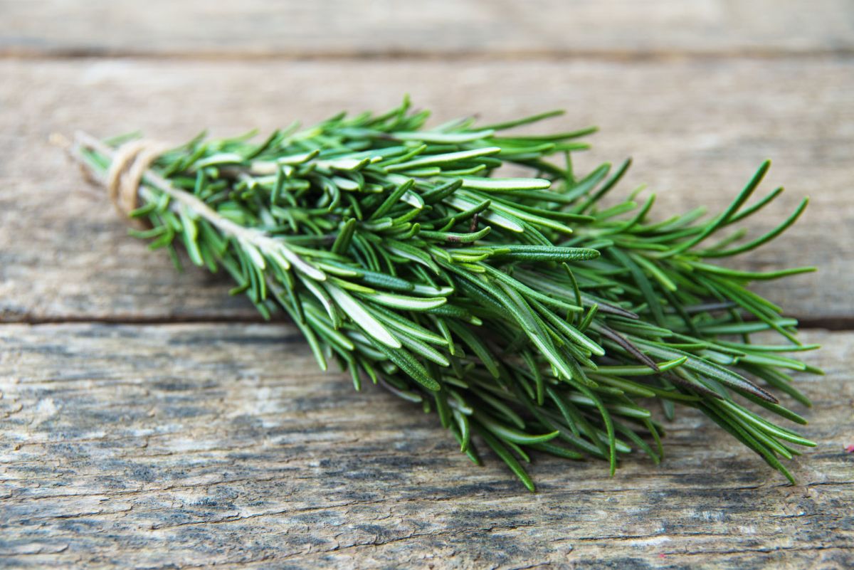 Rosemary — 8 medicinal properties and contraindications for health, medicinal use