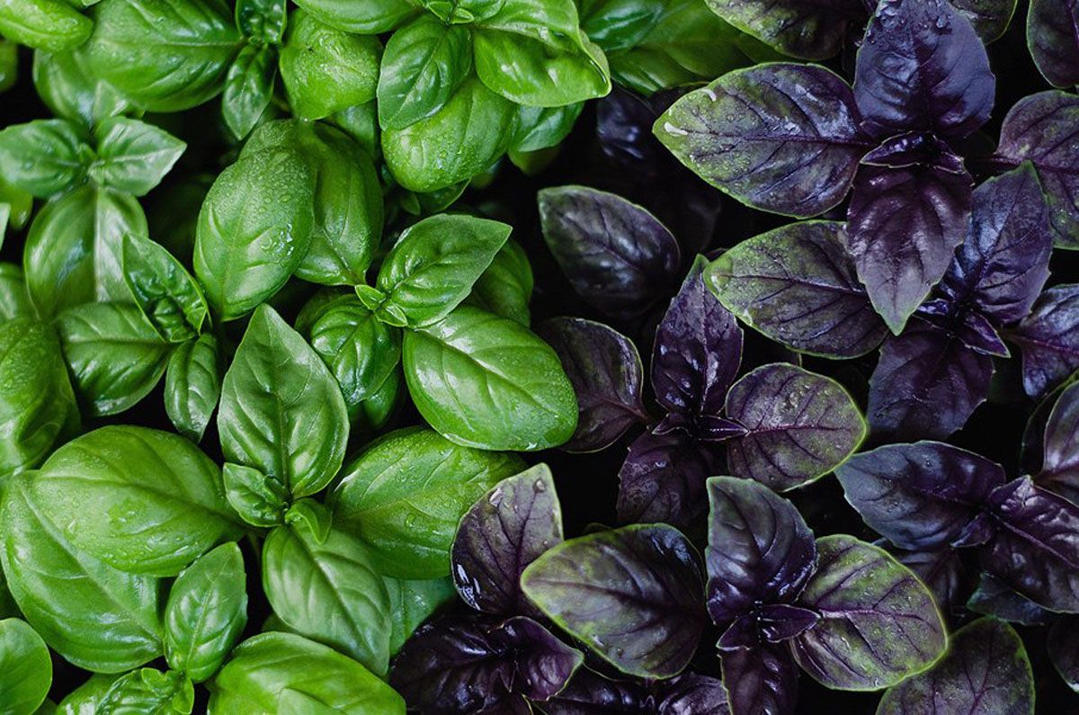 Basil — 5 useful properties, contraindications and harm, as well as the use of the plant