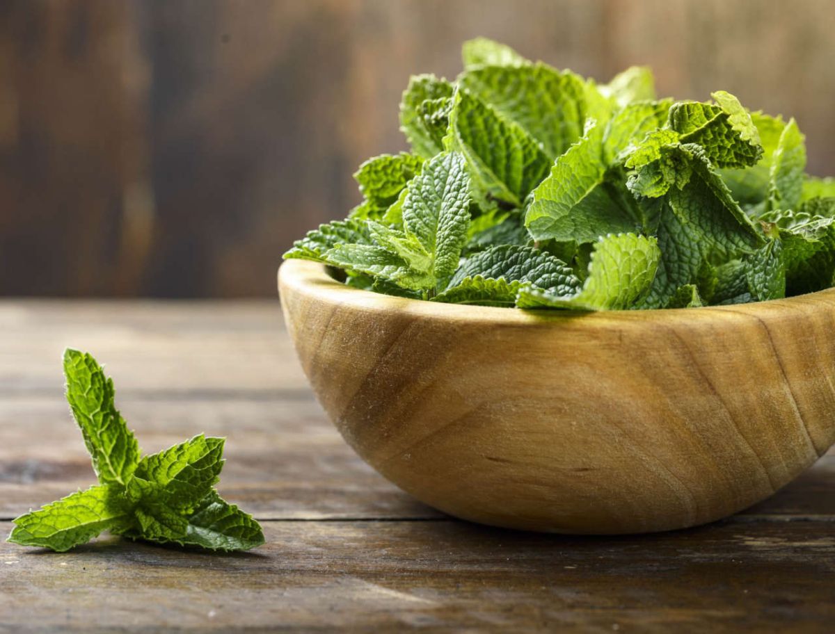 Mint — 7 useful properties and contraindications, the use of mint tea and oil for medicinal purposes