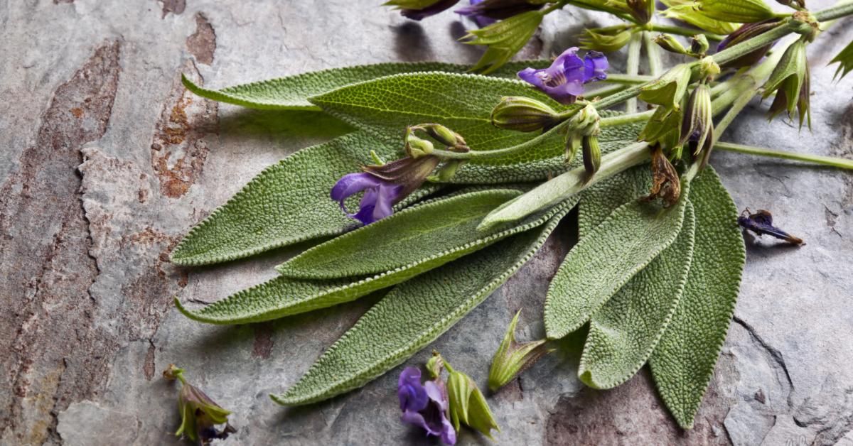 Sage — 8 medicinal properties and contraindications of the herb, medicinal use